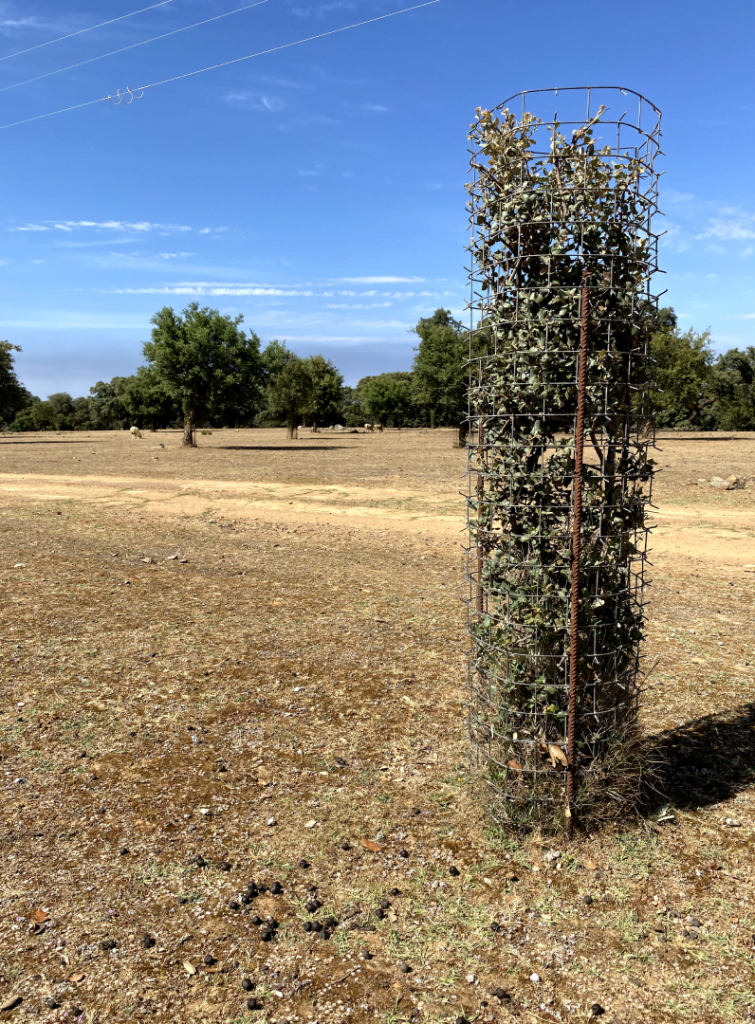 CactusProtector Sur le terrain